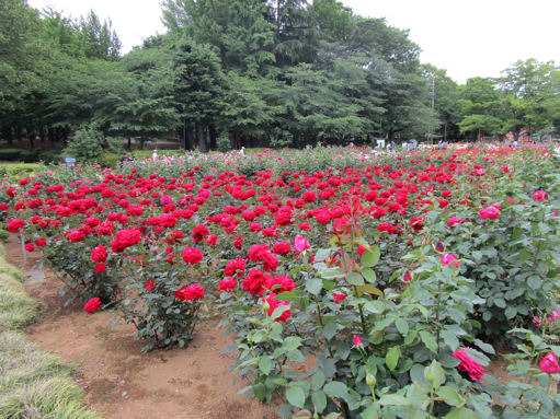 与野公園のバラ祭り 5月は春バラが見頃 さいたま大宮ぷらっと