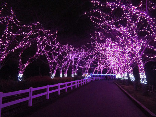 東武動物公園のイルミネーション。夜の割引入園料で楽しむ: さいたま大宮ぷらっと